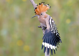 Adult Eurasian Hoopoe (Upupa epops) perched on a branch, displaying its spectacular fully opened crest against a blurred background. © VOLODYMYR KUCHERENKO