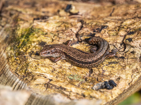 A Common Lizard With a Tail Loss