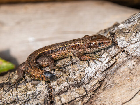 A Common Lizard With a Tail Loss