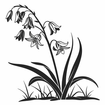 silhouette of scilla mischtschenkoana on white