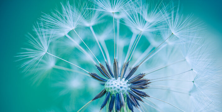 Dandelion Print Images – Browse 19,446 Stock Photos, Vectors, and