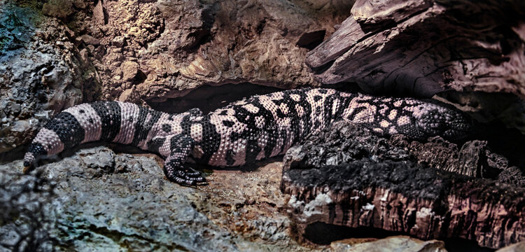 Gila monster lizard betweeb the stones. Latin name - Heloderma suspectum