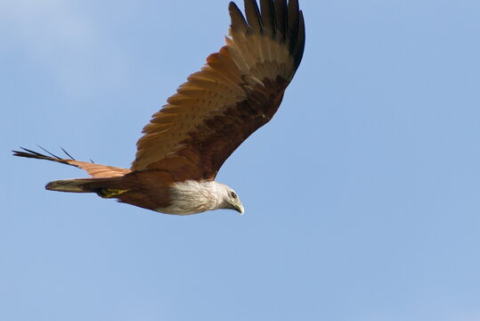 Majestic Brahminy Kite hunting over Kerala backwaters