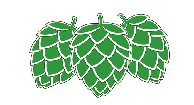 Green hop cones illustration, vector graphic of beer brewing ingredient