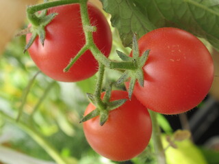 Zbliżenie na pomidorki cherry © Kumulugma