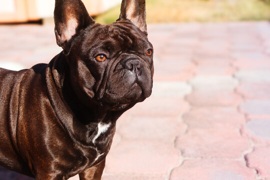 frenchie portrait