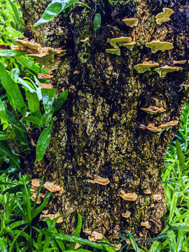 Stereum ostrea, also called false turkey tail and golden curtain crust, is a basidiomycete fungus in genus Stereum. Tree bark overgrown with false turkey tail. Hairy stereum, or hairy curtain crust.