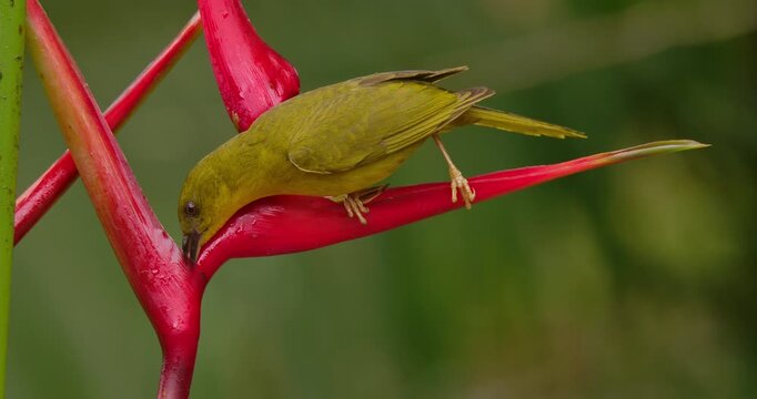 Two Olive-green tanager (Orthogonys chloricterus) drinking nectar from a heliconia flower in atlantic rain forest Brazil 