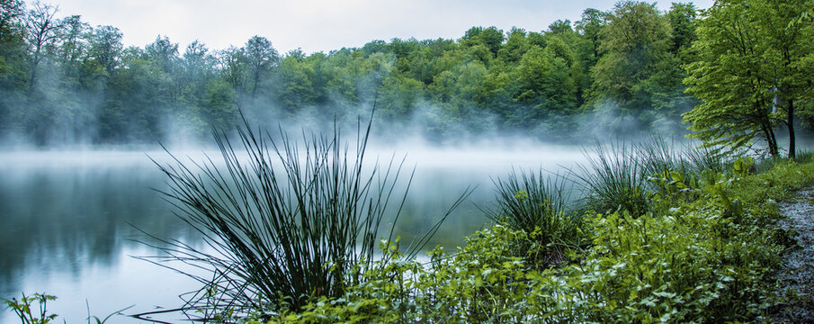 Foggy green forest and lake