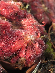 Zbliżenie na drapieżne rośliny z gatunku drosera © Kumulugma