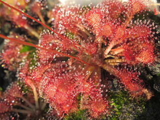 Zbliżenie na drapieżne rośliny z gatunku drosera © Kumulugma
