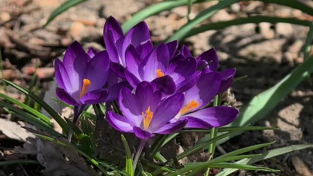 Purple crocuses bloom in the wind in a spring garden. A close-up view of crocus buds from above. A bright, sunny natural landscape. A beautiful floral background. Gardening. Crocuses.