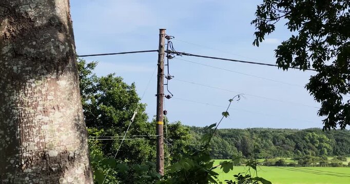 telegraph mast going through the garden close-up