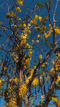 Cassia fistula tree in bloom with yellow flowers and hanging pods against blue sky. Also known as golden shower, purging cassia, Indian laburnum, kani konna, pudding pipe tree. Filmed in Nha Trang