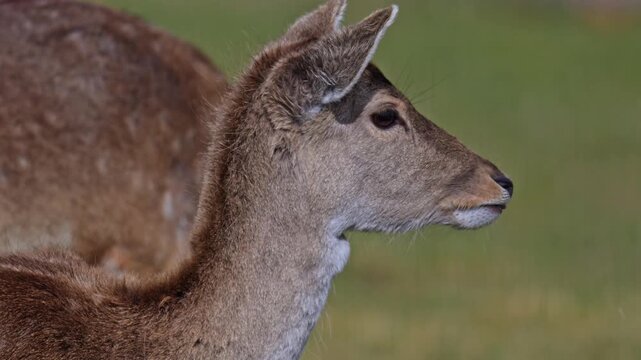 Two fallow deer on grassy field with one large antlered buck and younger animal captured in slow motion with detailed coat patterns