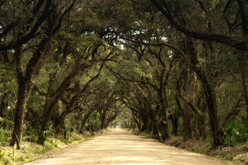 Obraz premium long sandy road leading through gorgeous live oak and Spanish Moss alley at Botany Bay on Edisto Island in South Carolina