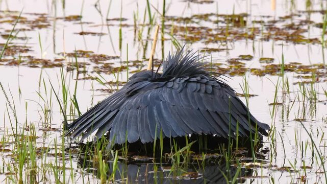 black heron, umbrella bird, Egretta ardesiaca, forms its wings to canopy for fishing 265