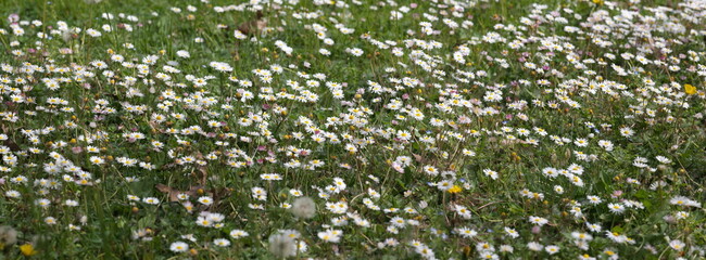 Close-up view of a field of white daisies (Bellis perennis) in full bloom, with delicate petals and yellow centers surrounded by green grass. The image captures springtime atmosphere, natural beauty,  © ClaudioArnese
