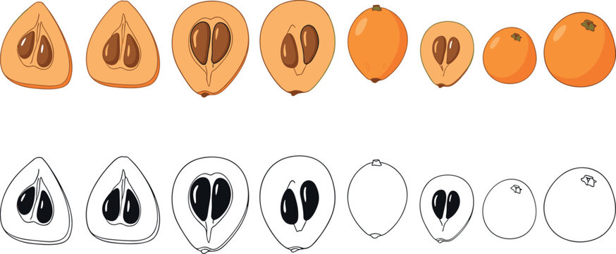 Set of loquat fruit whole and sliced with seeds showing internal structure isolated fresh tropical food vector illustration collection