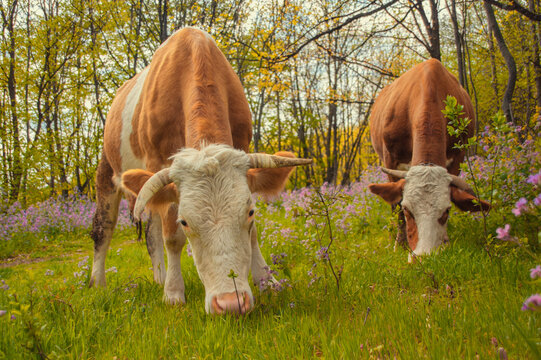 Group of domestic cows grazing freely in a lush green forest on a sunny day. Authentic rural scene of cattle in nature, livestock eating grass among trees. High quality photography.