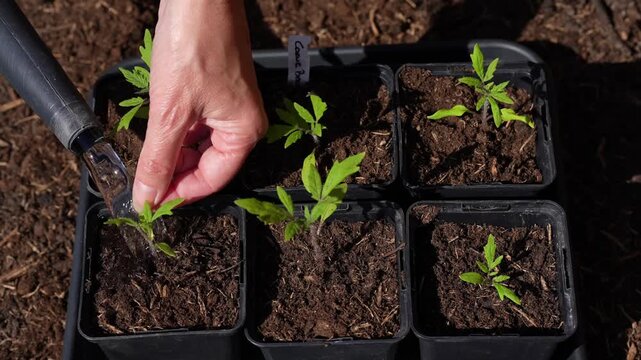Nourishing young plants with gentle watering