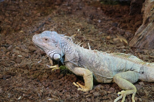 Iguane