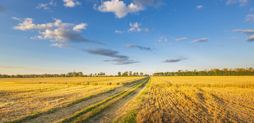 Golden field stretches under a vast blue sky © Sergei