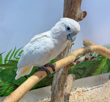 Elegant white corella cockatoo with soft plumage and blue eye rings perches on a curved wooden branch, set against a bright, airy background with green tropical foliage