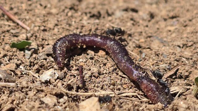 

Teamwork of ants moving a giant earthworm to their colony. 12
