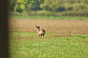 roe deer in the grass © Duvekot Fotografie
