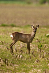 Fototapeta premium roe deer buck standing in a field