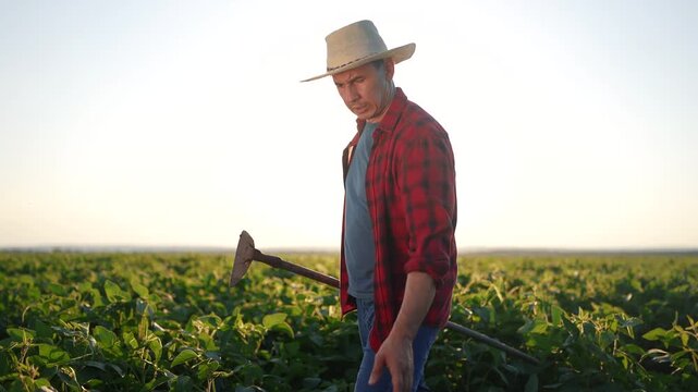 Farmer hunching over a field of soybeans with hoe. Field agronomy young concept. Farmer working on soybeans walks through the field. Silhouette of farmer working lifestyle with a hoe on soybeans.