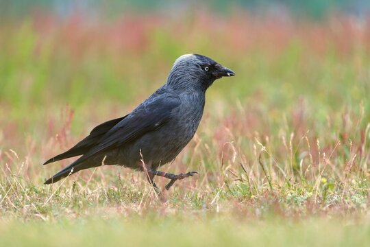 A western jackdaw in the nature habitat. A Eurasian jackdaw walks in the grass and looks for food. Portrait of a European jackdaw. Coloeus monedula