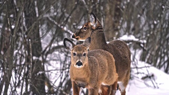 A winter wildlife scene showing two deer in falling snow, moving through deep, soft snow toward the camera. One deer walks forward and briefly steps in front of the other before stopping. 