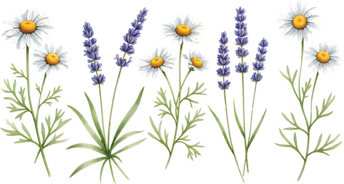Beautiful Watercolor Illustration Set Featuring Delicate Chamomile Flowers And Purple Lavender