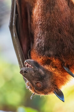 Flying fox pteropus bat hanging upside down, showing its face and open mouth while feeding on fruit pulp