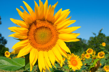 Fototapeta premium Bright yellow sunflower stands tall in a field of sunflowers with blue sky on summer day