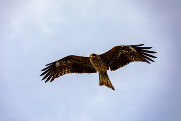 Fototapeta premium Black kite over rocky coast at Enoshima Japan