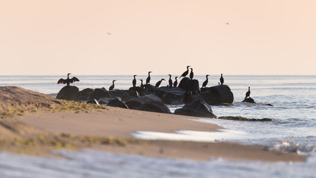 Cormorants on Coastal Rocks at Sunrise in Calm Seaside Landscape