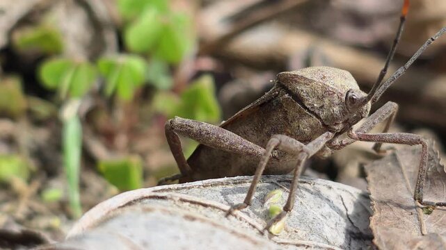 



Bean Bug (Riptortus pedestris) Walking on Dry Leaves Towards Camera 5 학명: Riptortus pedestris
