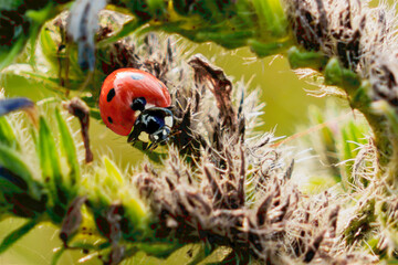 Obraz premium Seven-spot ladybird crawling on hairy plant stems in bright natural light