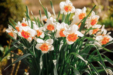 Fototapeta premium Beautiful springtime scene with colorful flowers and soft natural light. Fresh botanical background with vibrant tones.