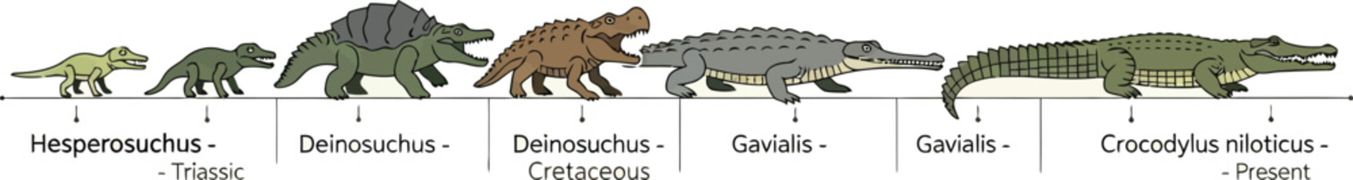 Crocodilians representing the evolutionary timeline are displayed in a chronological scientific illustration.