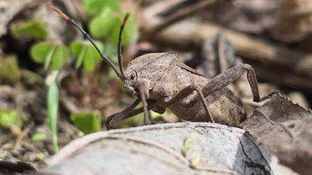 


Bean Bug (Riptortus pedestris) Walking on Dry Leaves Towards Camera 6학명: Riptortus pedestris
