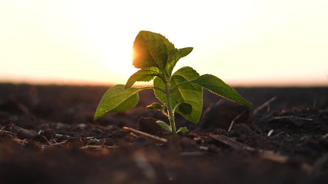Green sprout growing in field soil at sunset. Sunrise concept with sunflower planting. Sunflowers sprouting in a field of farming. Sunflowers sprout in green lifestyle field in farmer.