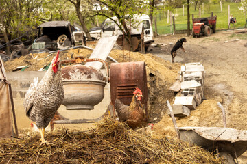 Wide view of a rustic farmyard with chickens, geese and old equipment scattered around, captured in natural light, showing authentic rural agricultural life and traditional farming environment. © Daanree