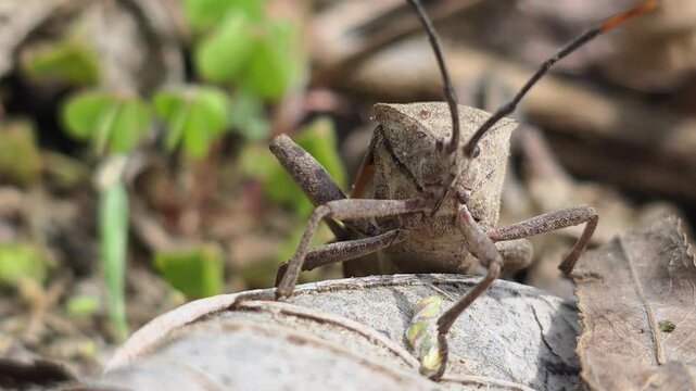 

Bean Bug (Riptortus pedestris) Walking on Dry Leaves Towards Camera 9 학명: Riptortus pedestris

