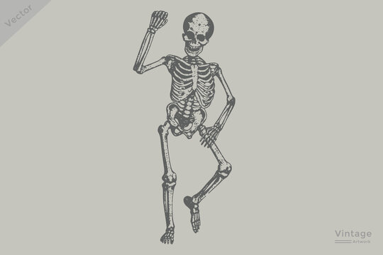 Halloween Skeleton dancing in Hand-drawn Vintage style illustration. engraving style Skeleton duncing vector isolated on white background.