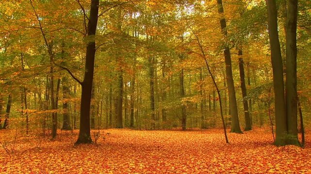 Panning shot across forest trees revealing carpet of autumn leaves on woodland floor in temperate park during calm afternoon