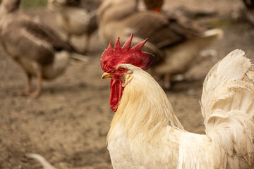 White rooster portrait with red comb in sharp focus and blurred geese in background, captured in a rural farmyard with natural light highlighting texture and depth. © Daanree